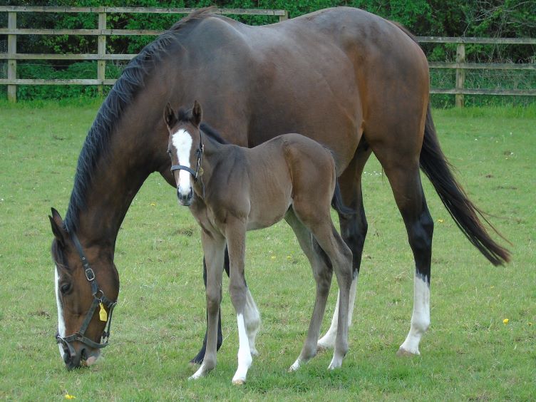 2024 Bay colt by Time Test